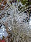 Tillandsia tectorum