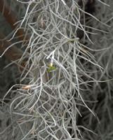 Tillandsia usneoides