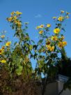 Tithonia diversifolia