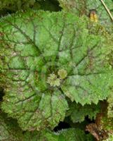 Tolmiea menziesii