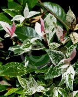 Trachelospermum jasminoides Tricolor