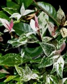 Trachelospermum jasminoides Tricolor