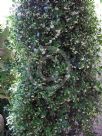 Trachelospermum jasminoides