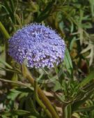 Trachymene coerulea