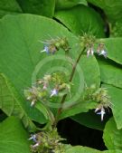 Trachystemon orientalis