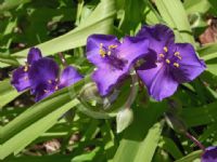 Tradescantia andersoniana Sweet Kate