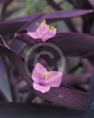 Tradescantia pallida Purpurea