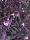 Tradescantia pallida