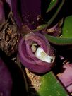 Tradescantia spathacea