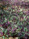 Tradescantia spathacea