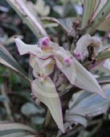 Tradescantia zanonia Albo-lineata