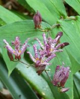 Tricyrtis hirta