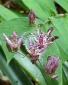 Tricyrtis hirta