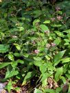 Tricyrtis hirta