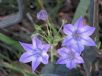 Triteleia laxa