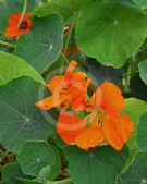 Tropaeolum majus