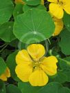 Tropaeolum majus