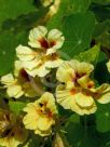 Tropaeolum majus