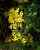 Tropaeolum peregrinum