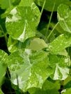 Tropaeolum Alaska