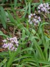 Tulbaghia simmleri