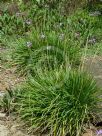 Tulbaghia violacea