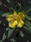 Turnera ulmifolia