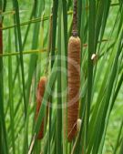 Typha angustifolia