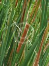 Typha angustifolia