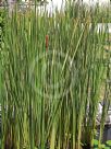 Typha angustifolia