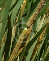 Typha domingensis