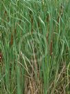 Typha orientalis