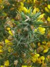 Ulex europaeus