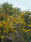 Ulex europaeus