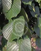 Ulmus glabra Camperdownii