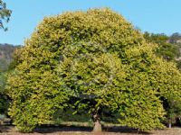 Ulmus glabra Lutescens