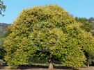 Ulmus glabra Lutescens