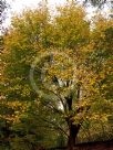 Ulmus glabra Lutescens