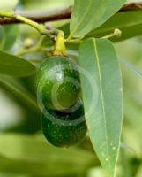 Umbellularia californica