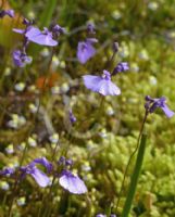 Utricularia dichotoma