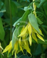 Uvularia grandiflora