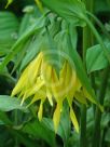 Uvularia grandiflora