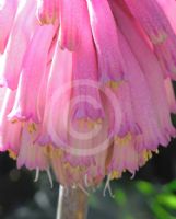 Veltheimia bracteata