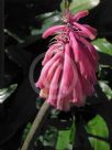 Veltheimia bracteata