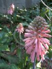 Veltheimia bracteata