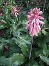 Veltheimia bracteata