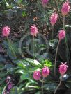 Veltheimia bracteata