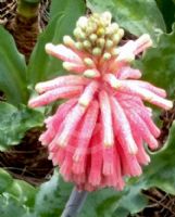 Veltheimia capensis