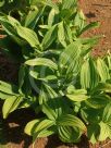 Veratrum album