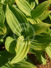 Veratrum album